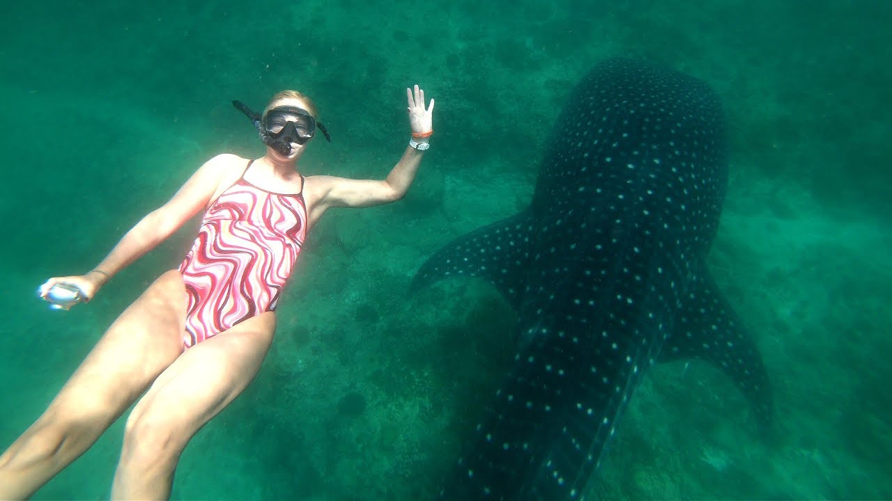 Whale shark and manta ray cleaning station on Maldives with iCom Excursions Center Maldives 4K