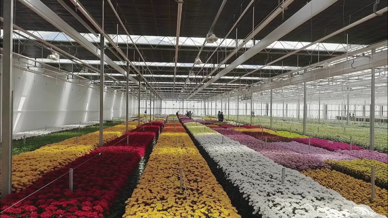Best Chrysanthemum Cultivation With New Generation Technic _.