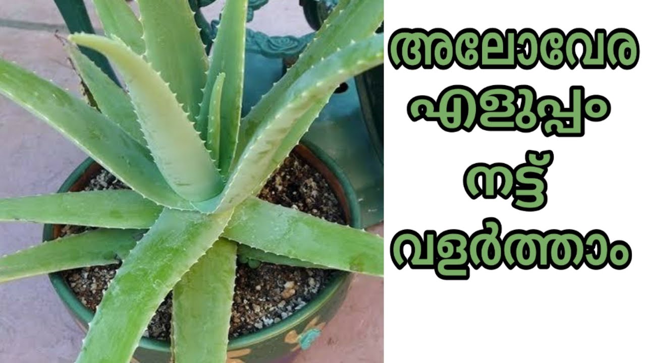 എങ്ങിനെ കറ്റാർവാഴ വളർത്തിയെടുക്കാം | How to grow aloe vera plant at home jaiva krishi tips malayalam