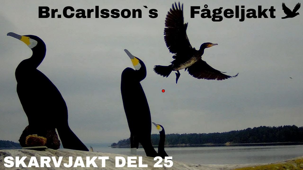 Skarvjakt Del 25.  (En chansning som gick hem)