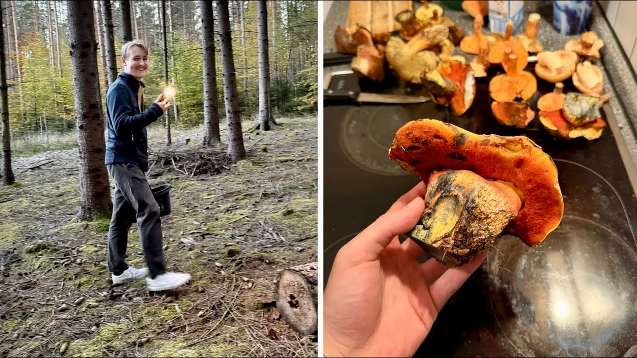 DER WALD WIRD MASSIV GEPLÜNDERT
