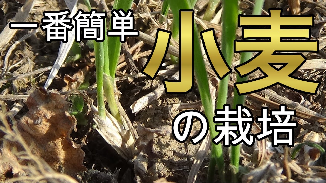 小麦の栽培！種を蒔く＋○○だけで、あとの作業は収穫のみ。