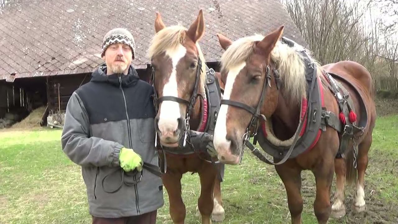 Práce s koňmi - vláčení louky, Work with Horses, Arbeit mit Pferde
