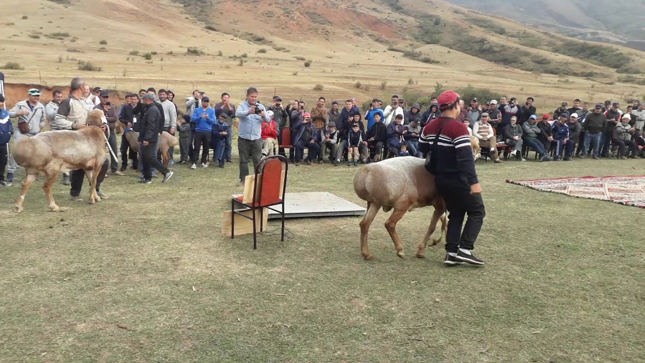 ПРИЗ ЗРИТЕЛЬСКИХ СИМПАТИЙ.ГИССАРЫ