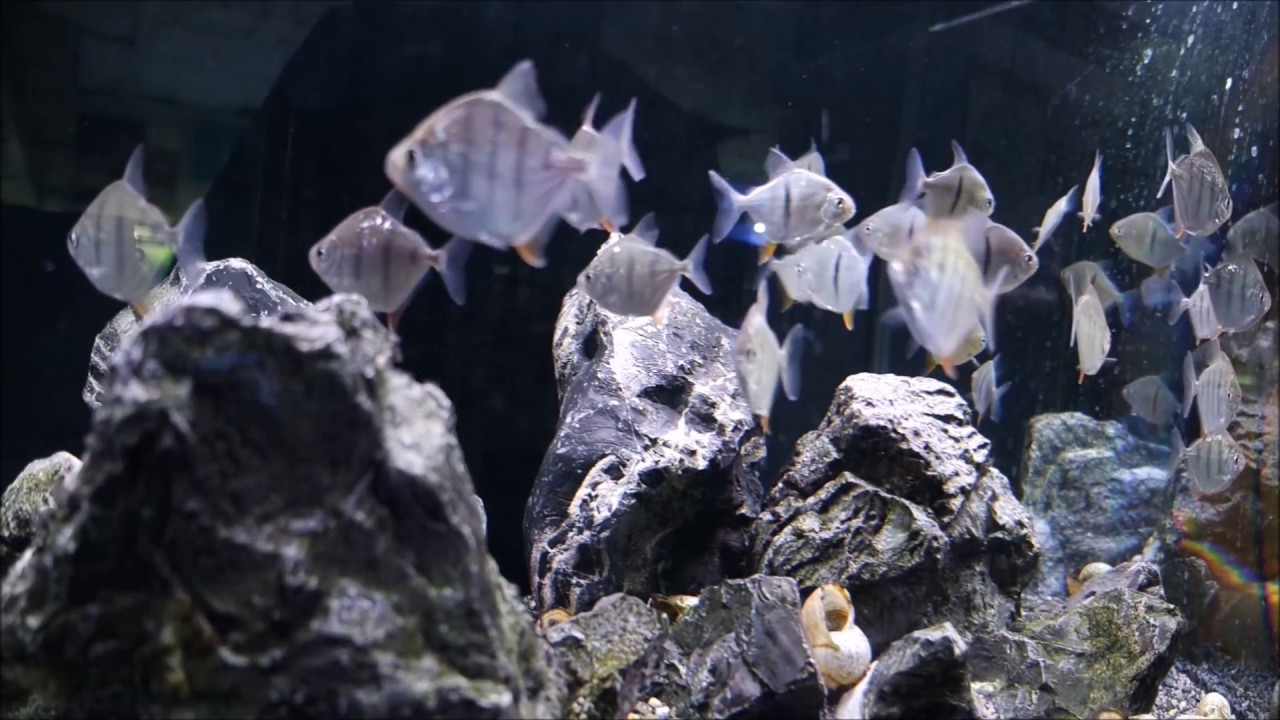 Silver Dollars (Metynnis fasciatus & Myleus schomburgkii) @ Aquatic Design Centre - London