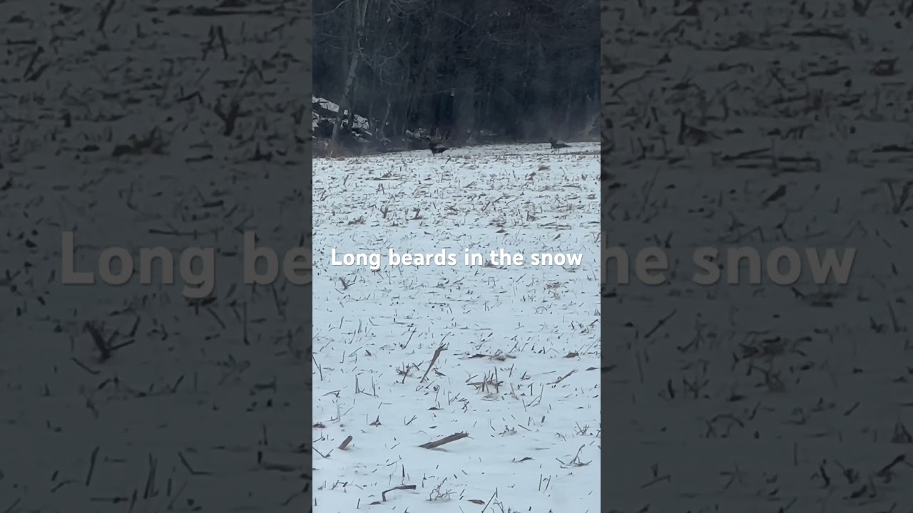 Saw these long beards while rifle hunting 