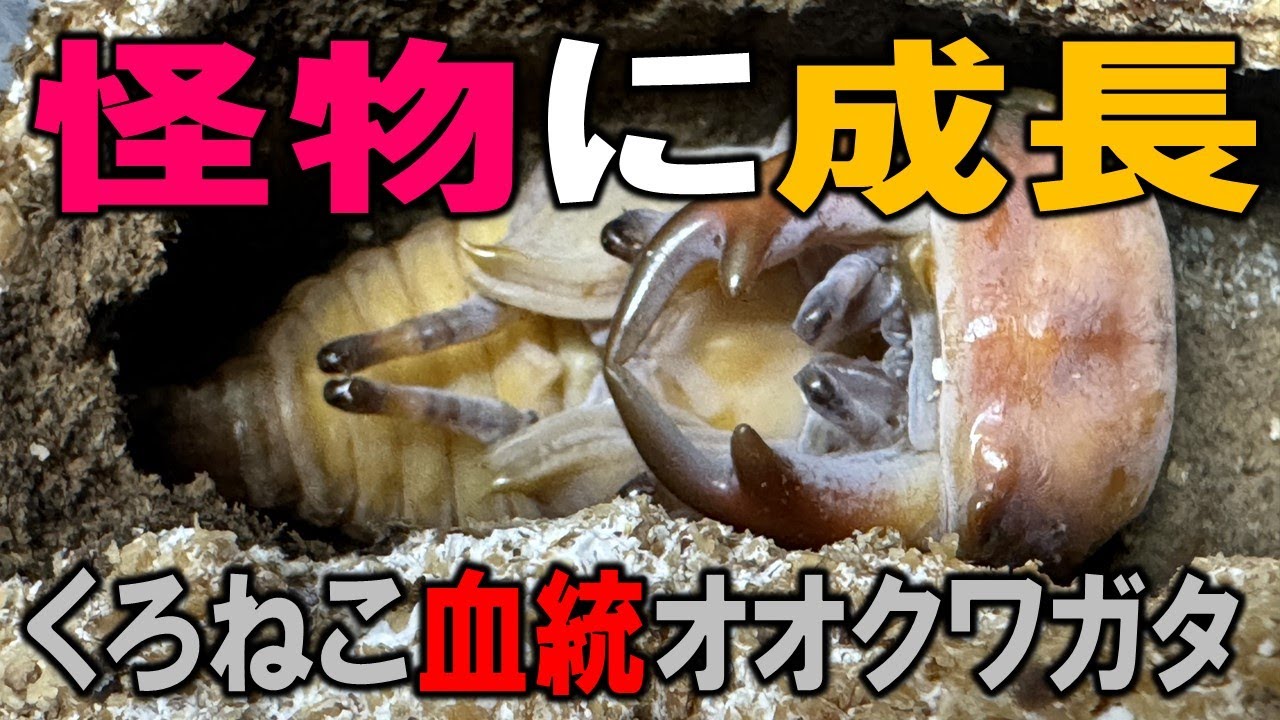 野生のオオクワガタから４世代目で、ついに怪物オオクワガタが誕生したのか？