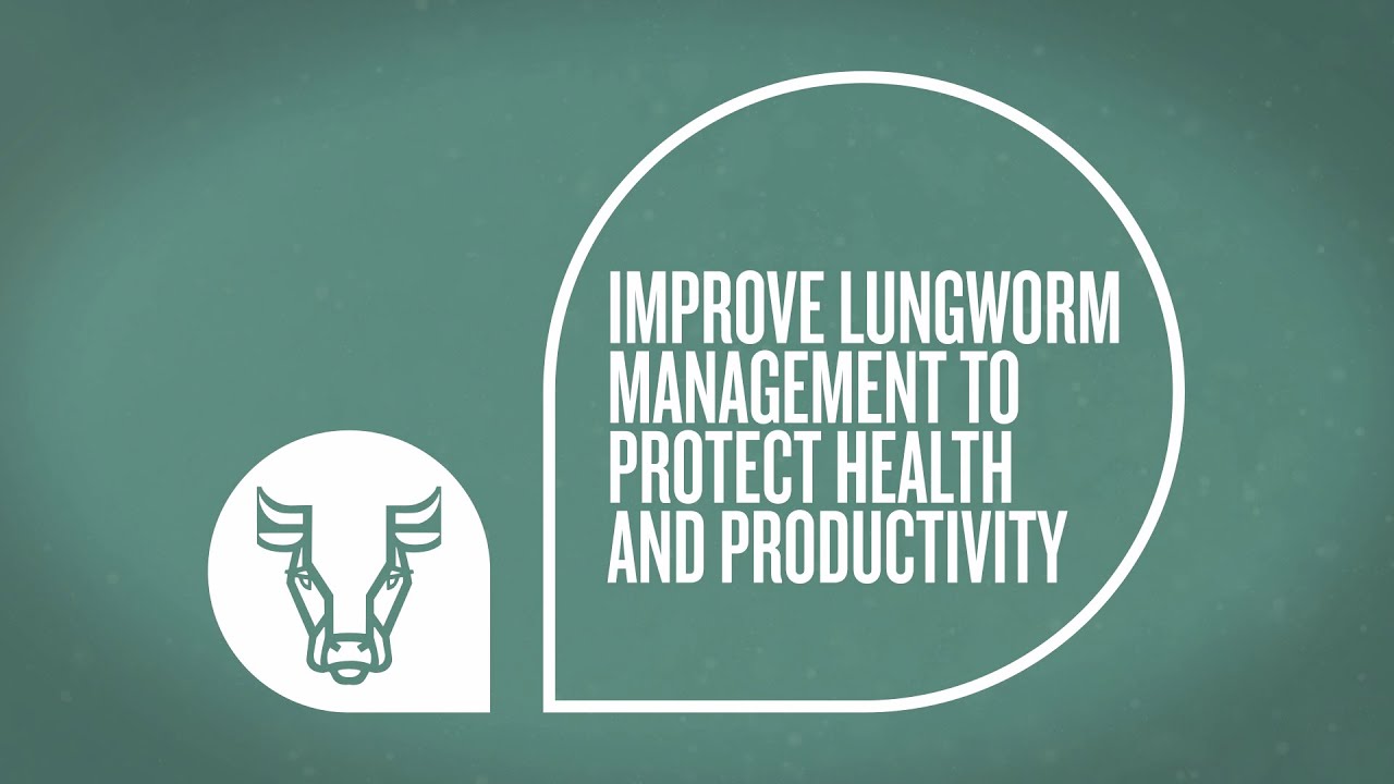 Improve lungworm management to protect health and productivity #beattheparasites