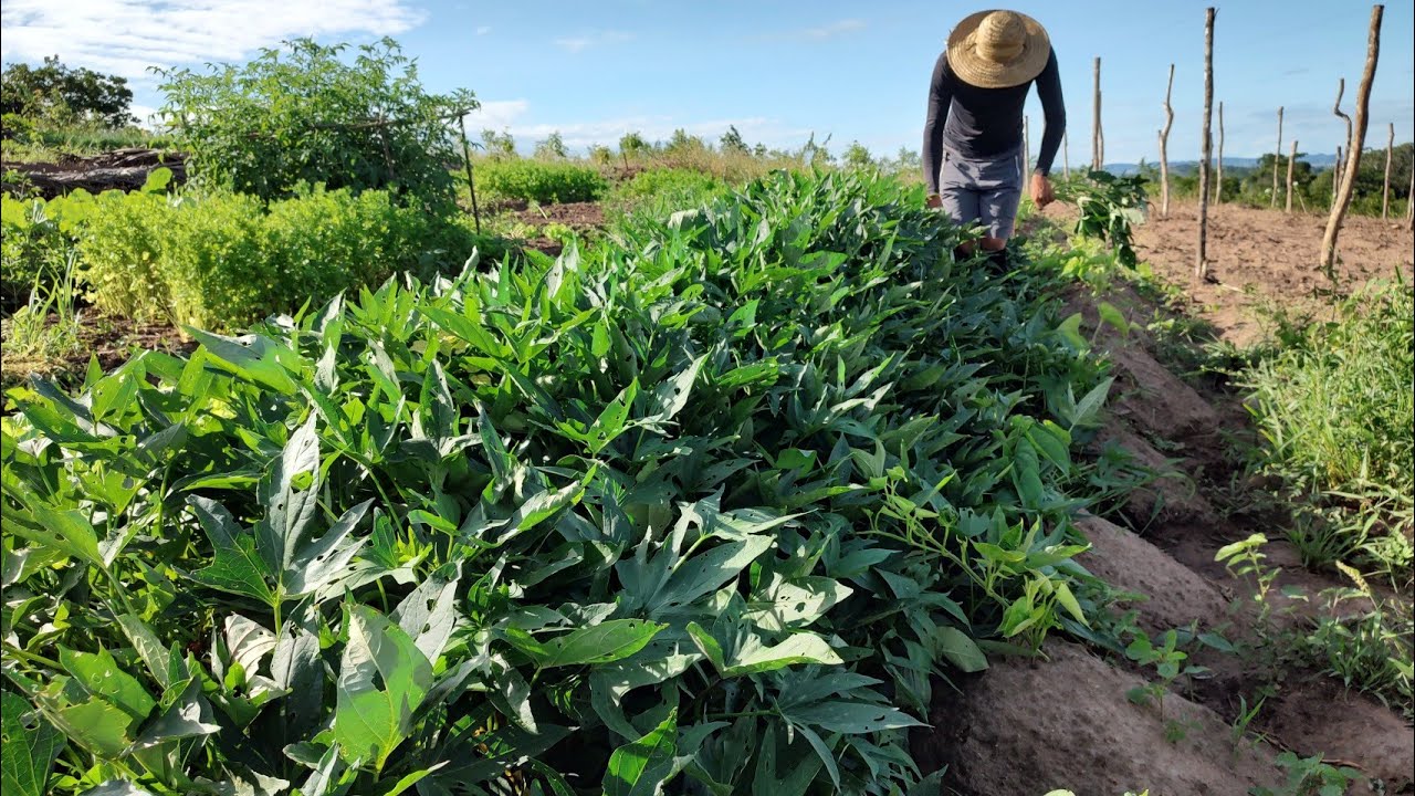 plantando  sete variedades de batata doce que temos aqui no sítio + um final de tarde abençoado