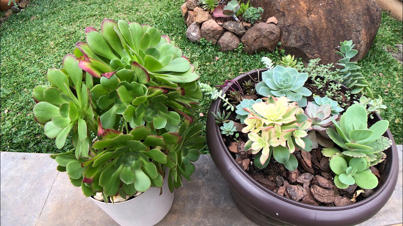 SUCULENTAS AEONIUM - A MELHOR coloração + Como fazer mudas e Cuidar