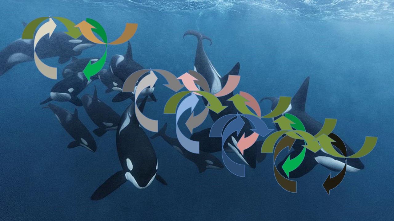 Orca Ethics