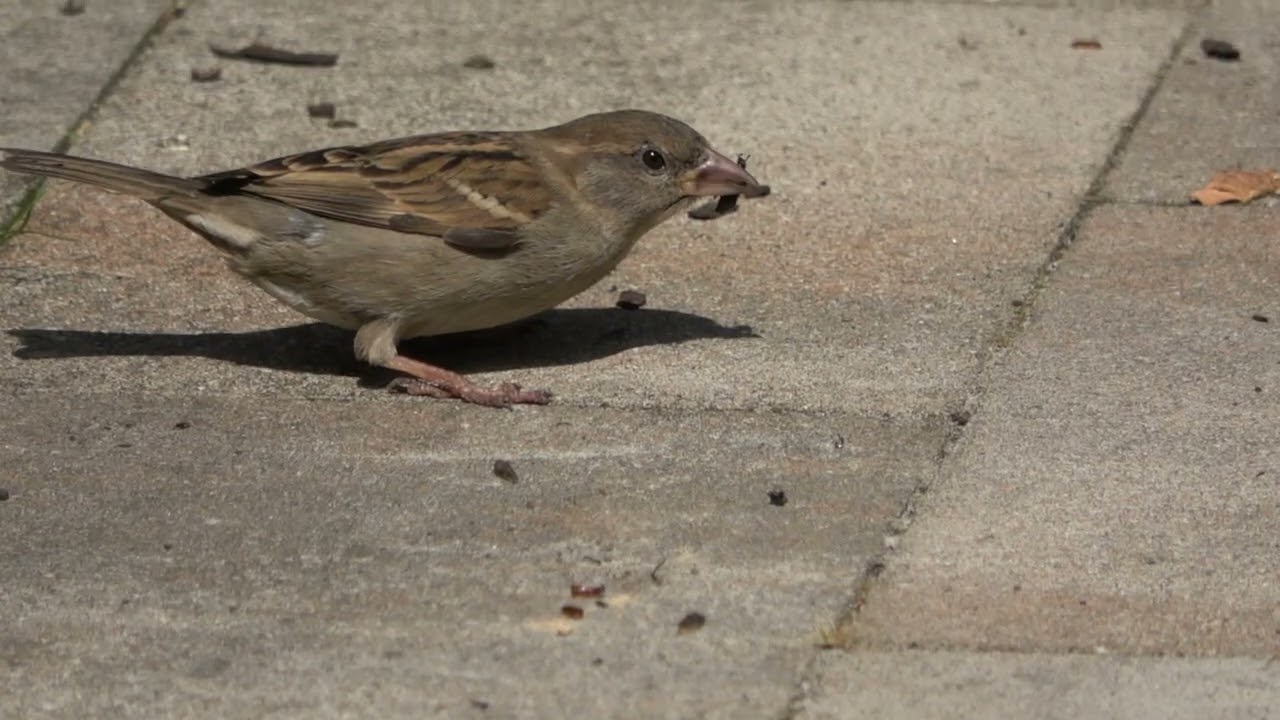 hommel, vuurwants en mus die eten zoekt.