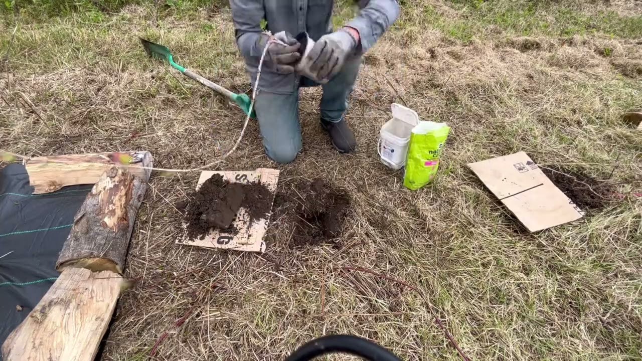 Planting Northern Pecan with mixed Ontario Berries.