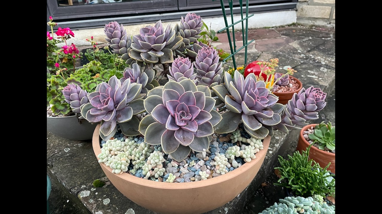 The Beauty of Echeveria ‘Perle von Nürnberg’ | From Mexico to My Garden