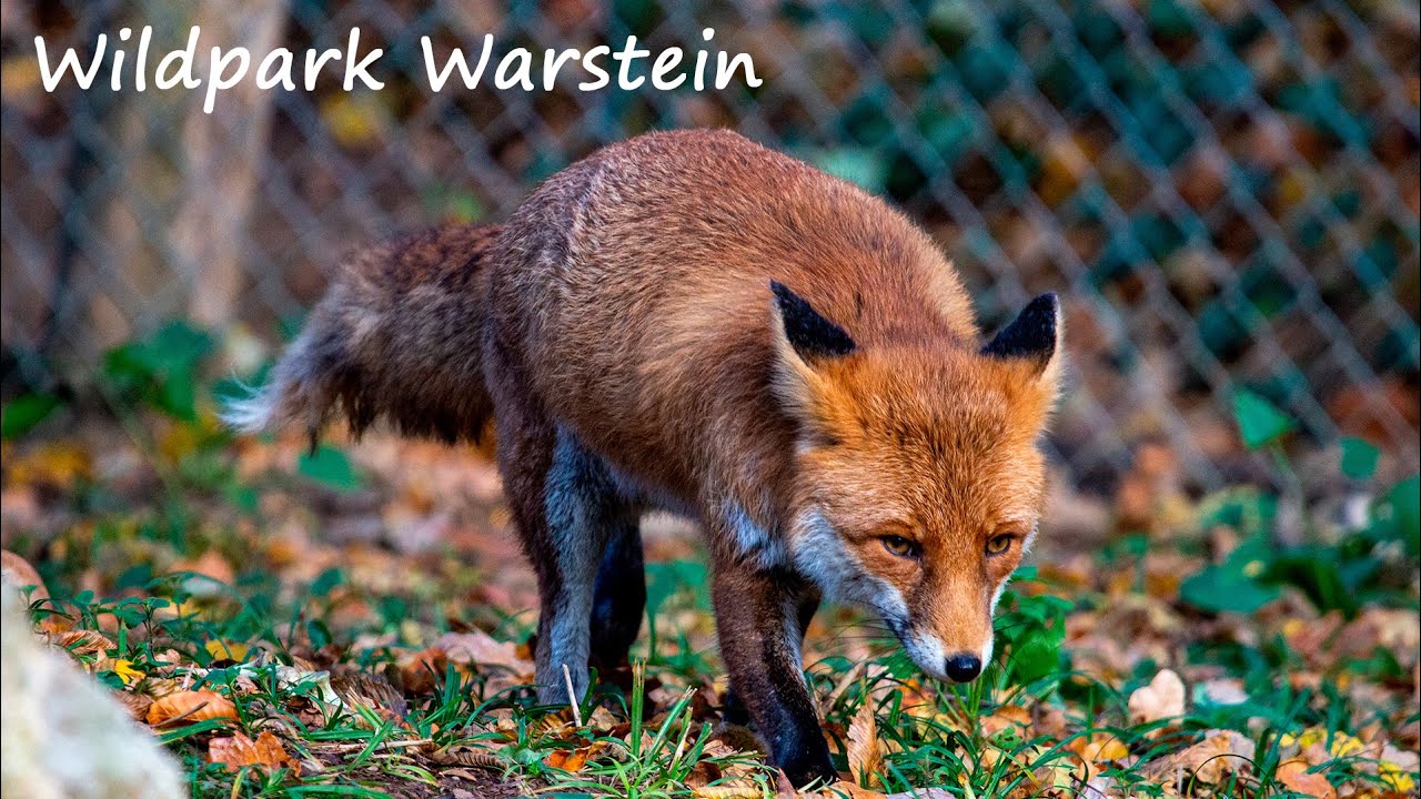 Wildpark Warstein