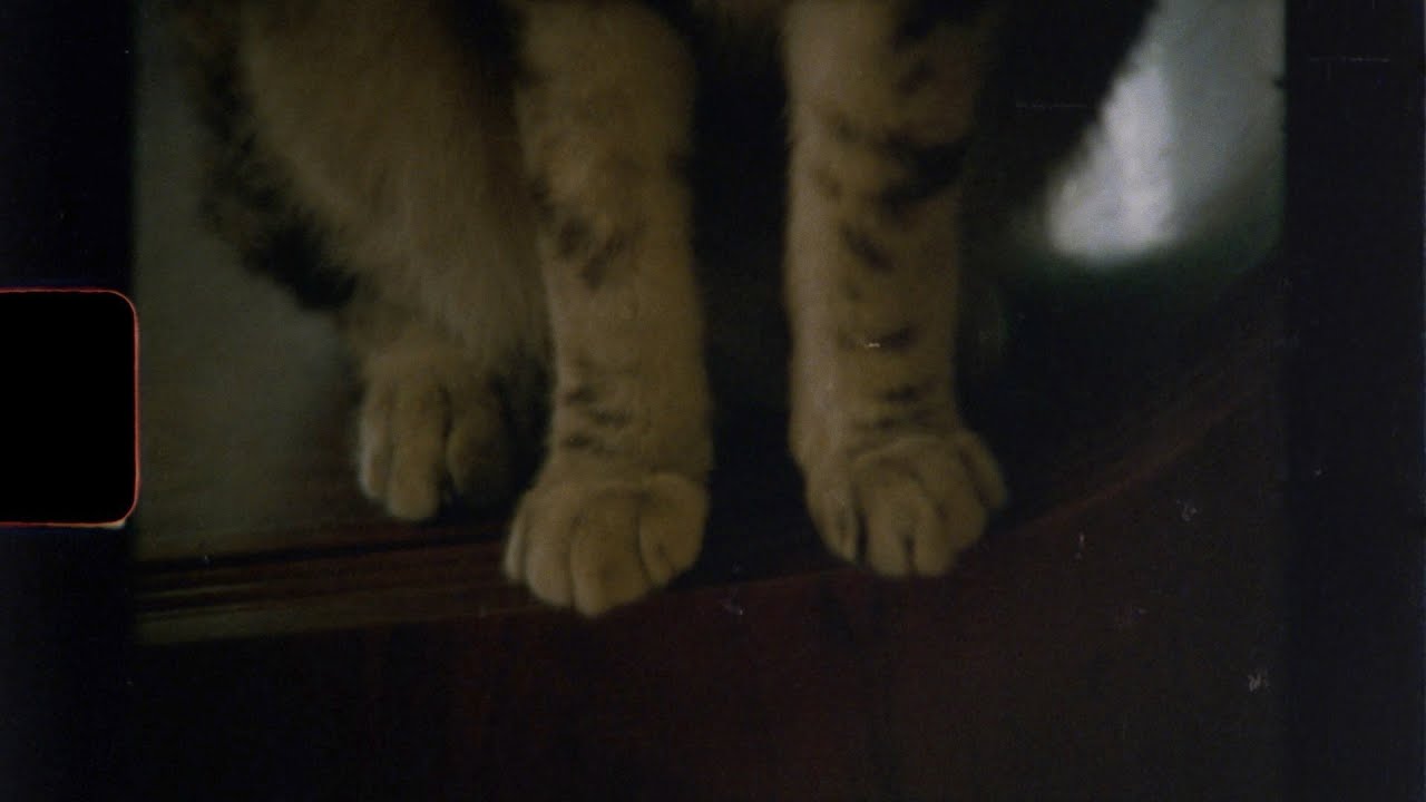 Maple Glider - Baby Tiger *Official Video* (To Enjoy is the Only Thing LP | 2021)