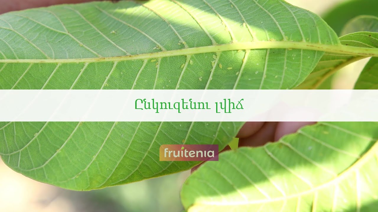 Ընկուզենու լվիճ / Walnut aphid