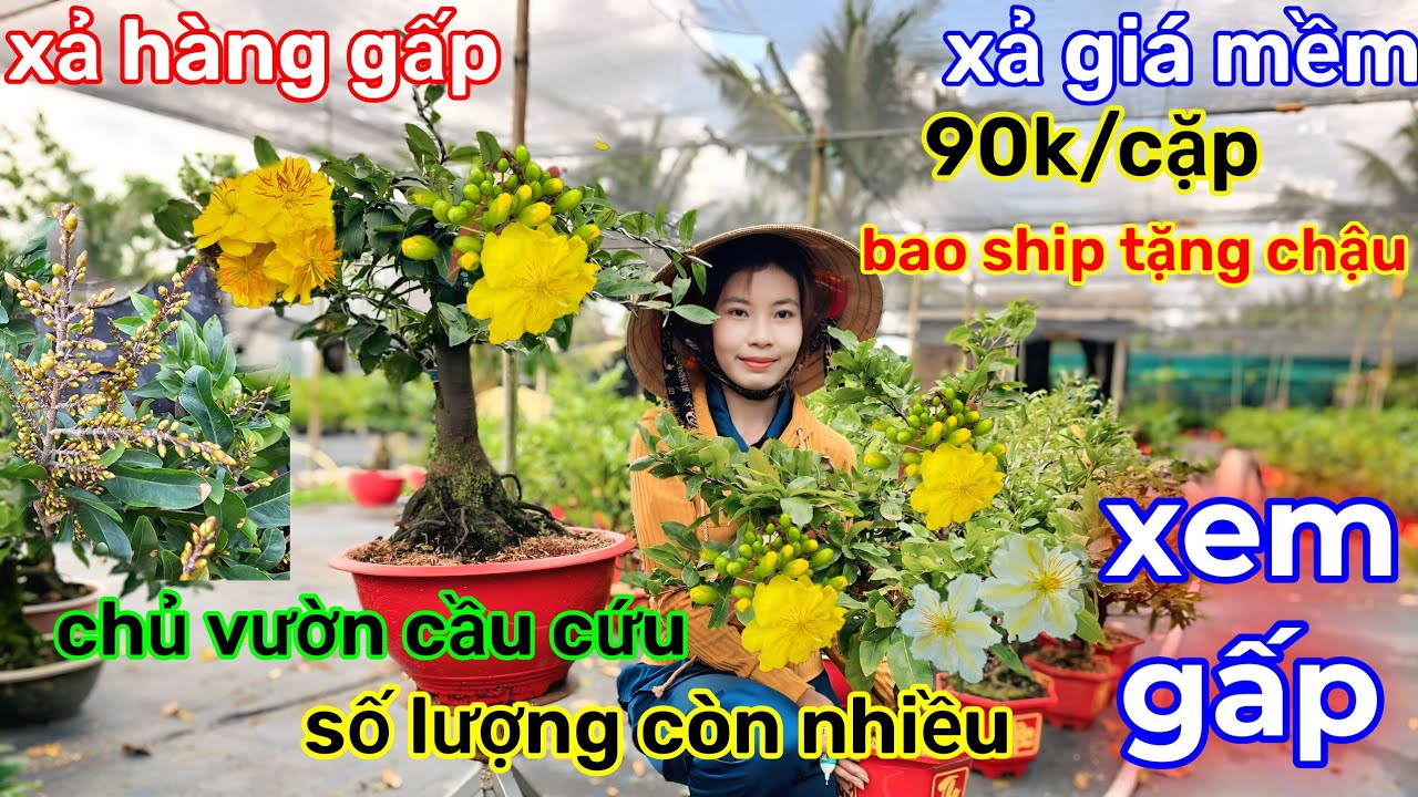 🌲26/1☎️Vườn mai Kim nở☎️mai chơi tết🌲Trúng vườn mai Rẻ🌲cây bự chảng🌲45k/cây🌲