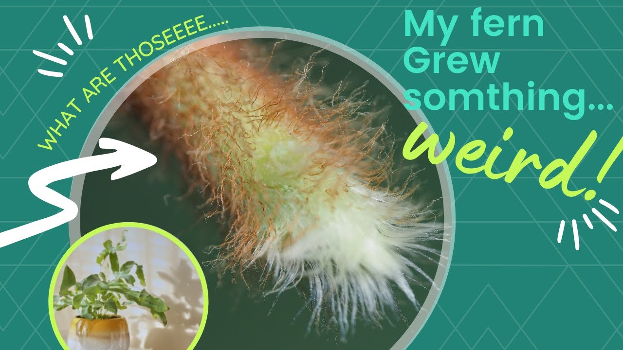 My Blue Star Fern Is Growing Hairy Legs... 