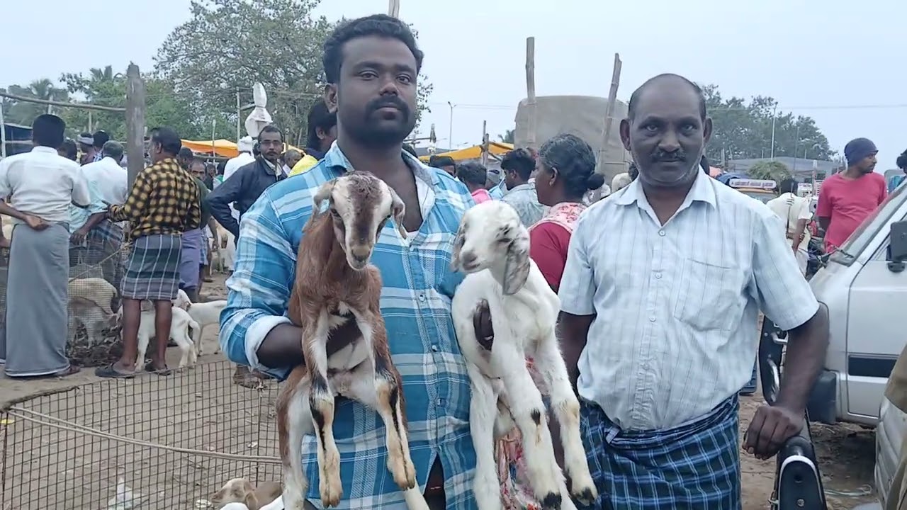 குன்னத்தூர் சந்தயில் 2 குட்டி
