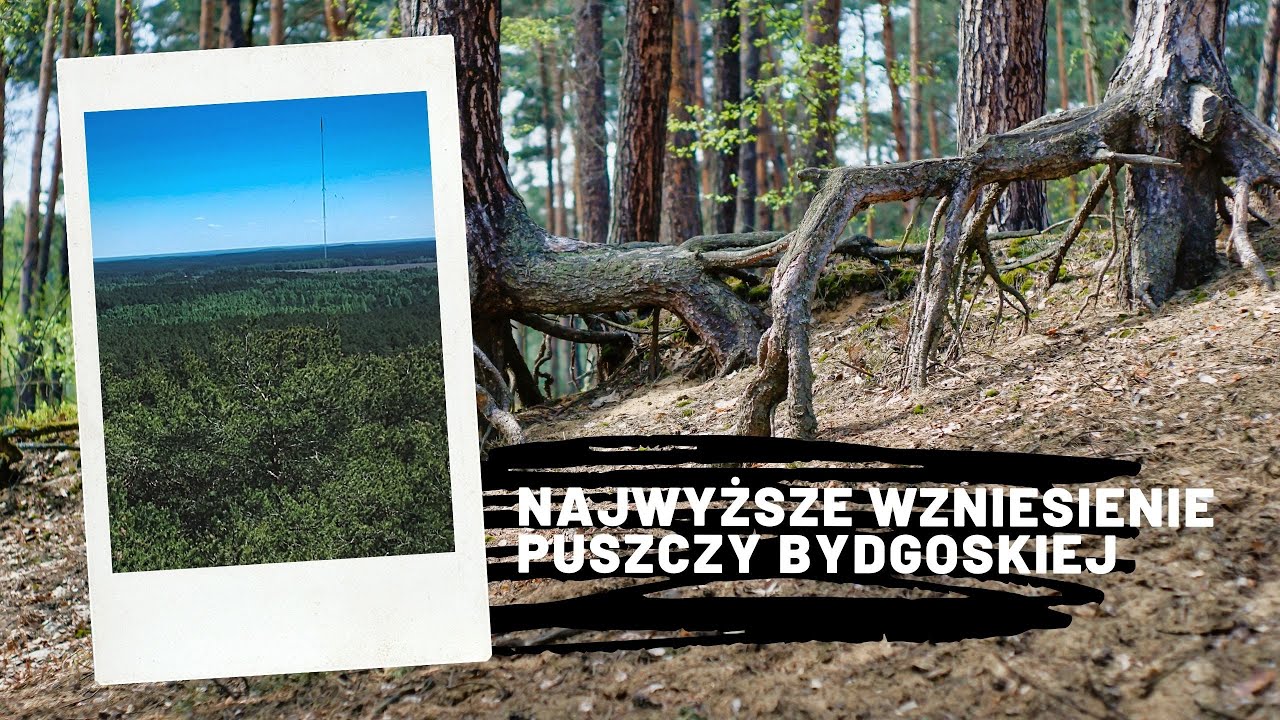 Bydgoskie TATRY? 🏔️ Odkrywamy Szwedzką Górę w Puszczy Bydgoskiej!