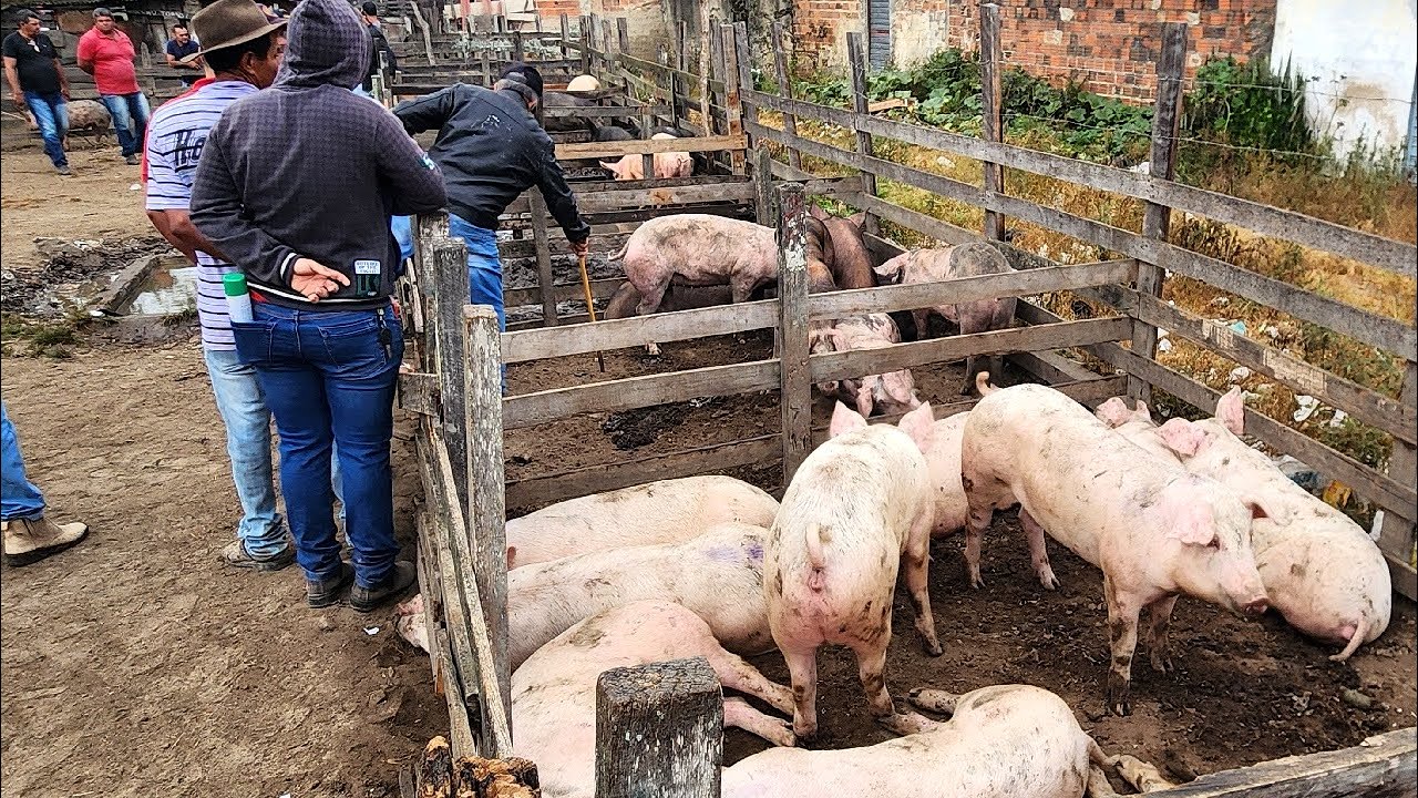 SUÍNOS DE 160 REAIS EM CARUARU-PE 28 10 2025 #nordeste