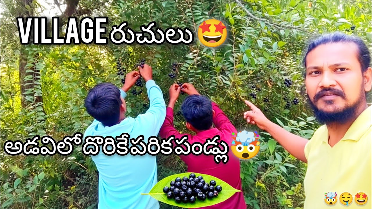 అడవిలో దొరికే పరిక పండ్లు 🍇 అసలు ఎంత రుచి ఉంటుందో తెలుసా? 😳🔥