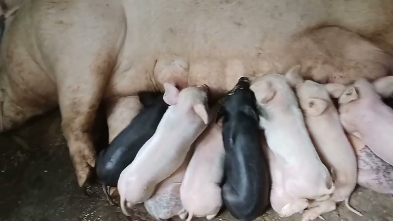 7days old 👍