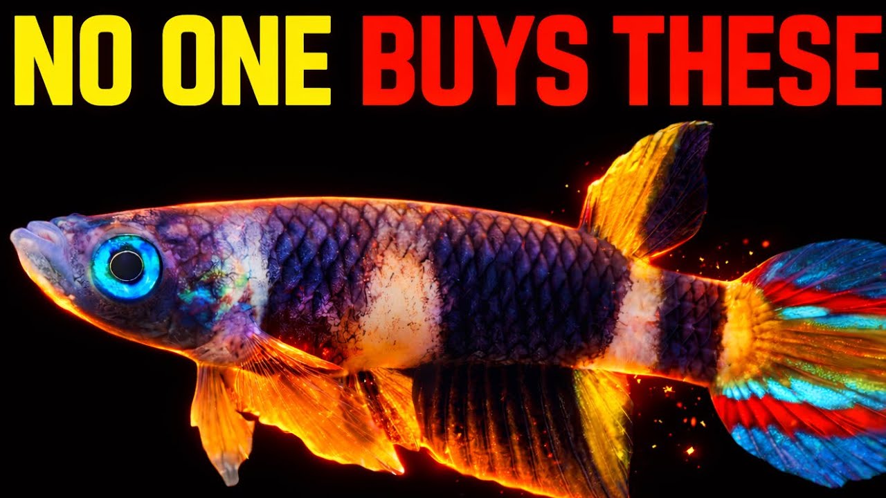5 Underrated Nano Fish Nobody Talks About