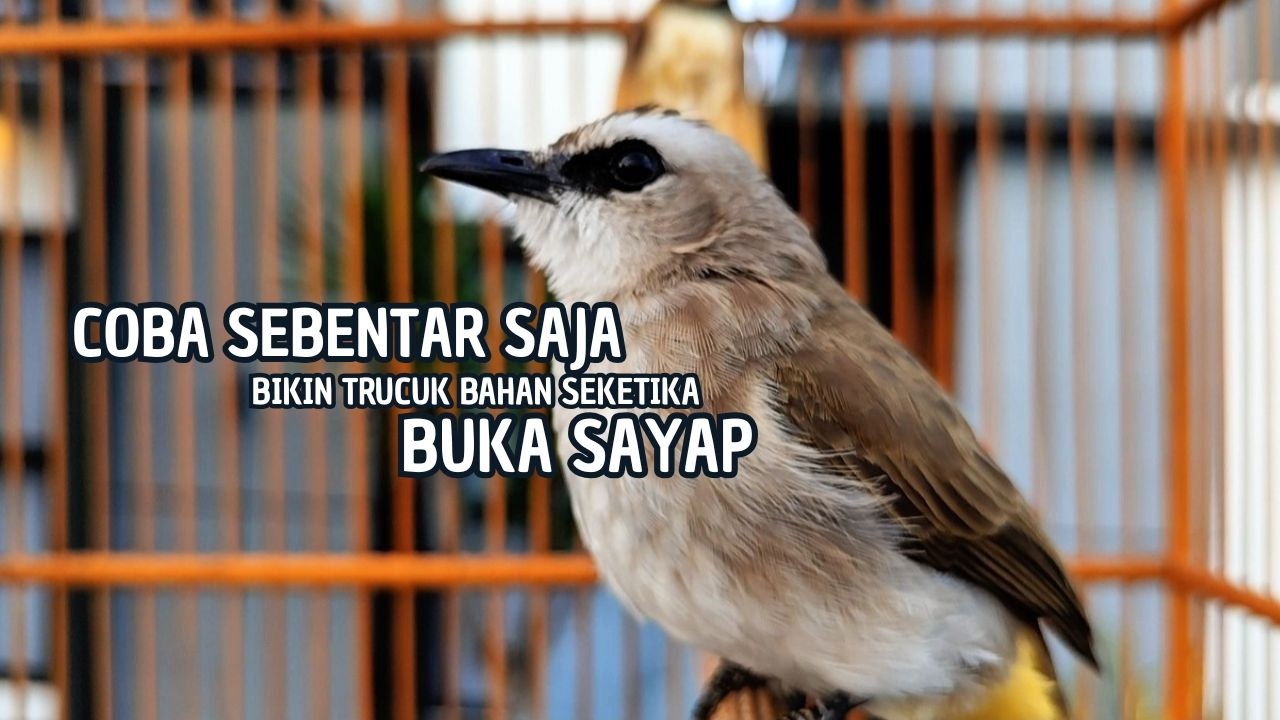 TRUCUKAN GACOR TARUNG ROPEL PANJANG Pancingan trucukan Agar Bunyi Jadikan Burung Trucuk Gacor Nyaut