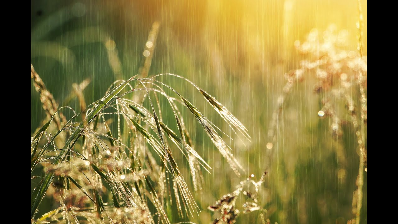 Mindfulness Practice - Reconnecting and Grounding