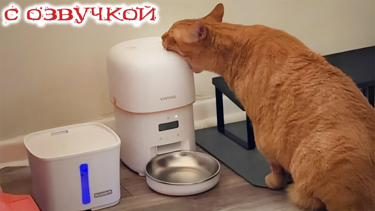 Приколы про котов! - С ОЗВУЧКОЙ! САМЫЕ СМЕШНЫЕ ЖИВОТНЫ! Лучшие приколы про КОТОВ!