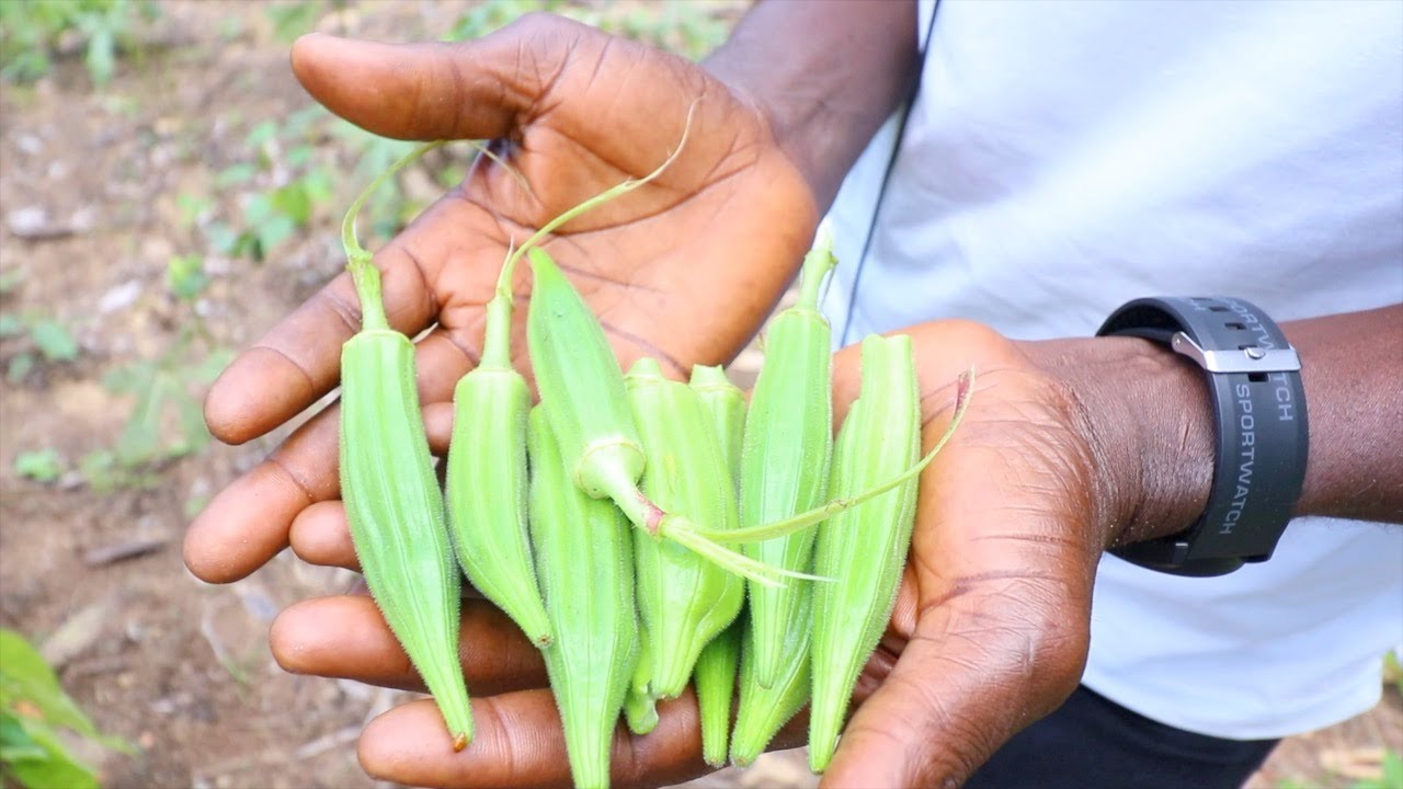 QUEENDOM FARM 🌱 FIRST HARVEST.....OKRA!!! 🌱 | LIBERIA 2023 | HelenasQueendom