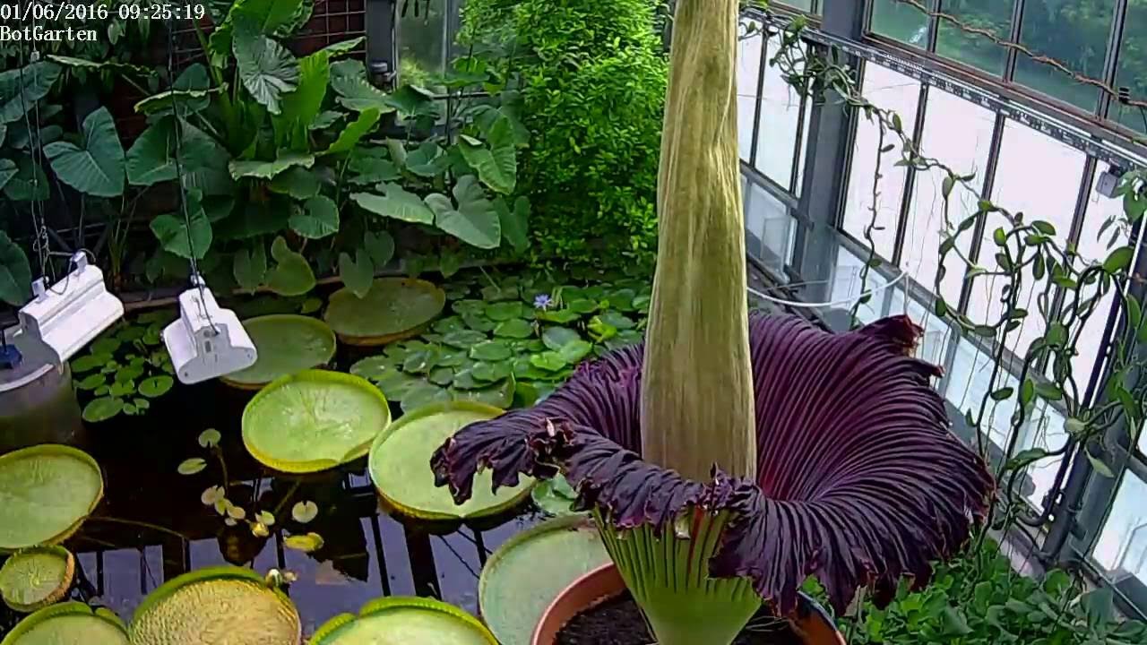 Titanenwurzblüte an der Uni Kiel - Zeitraffer