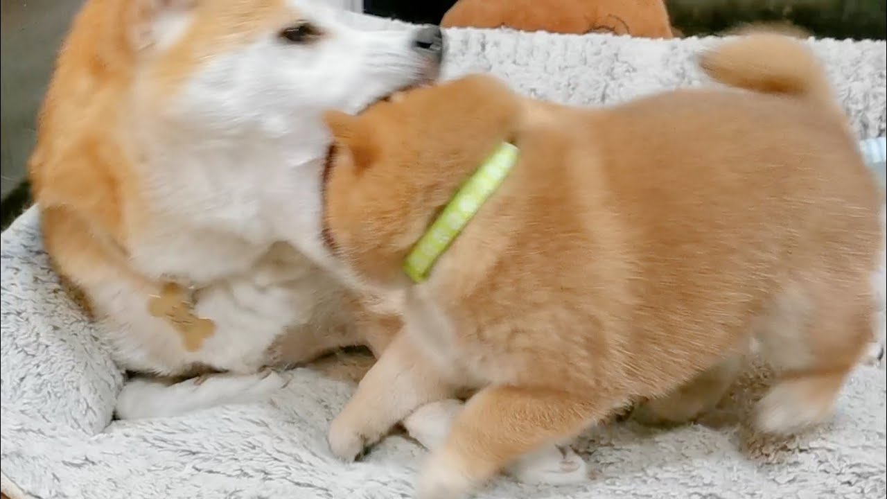 How to Gobble 1 Potat in 1 Bite 👀