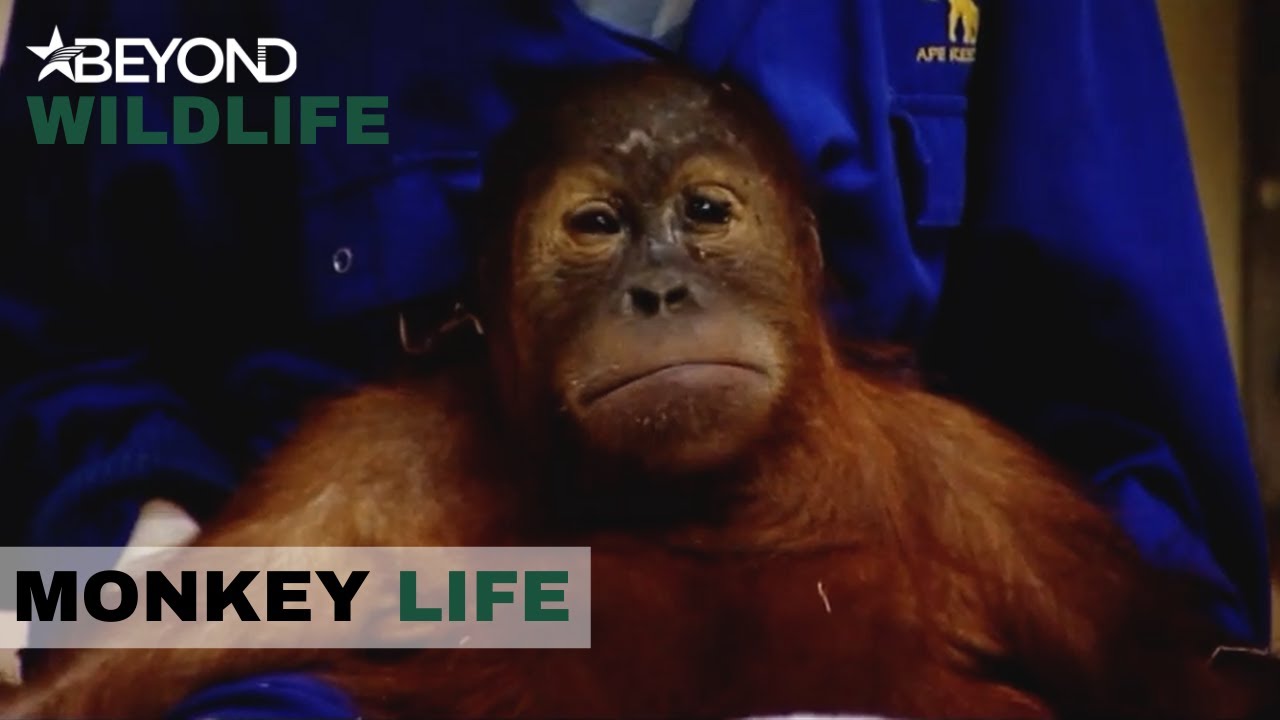 S2E19 | Bad News For Aris In The Orangutan House | Monkey Life | Beyond Wildlife