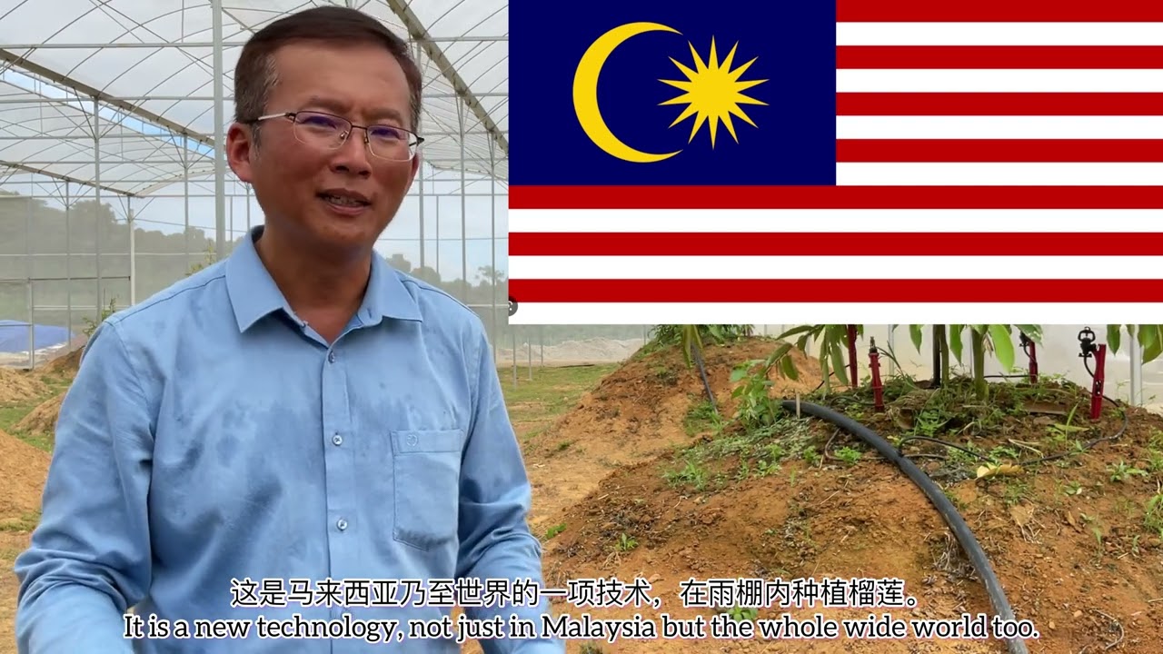 Teknologi Durian Di Dalam Struktur Pelindung Hujan雨棚内的榴莲技术Rain Shelter System in Durian Technology