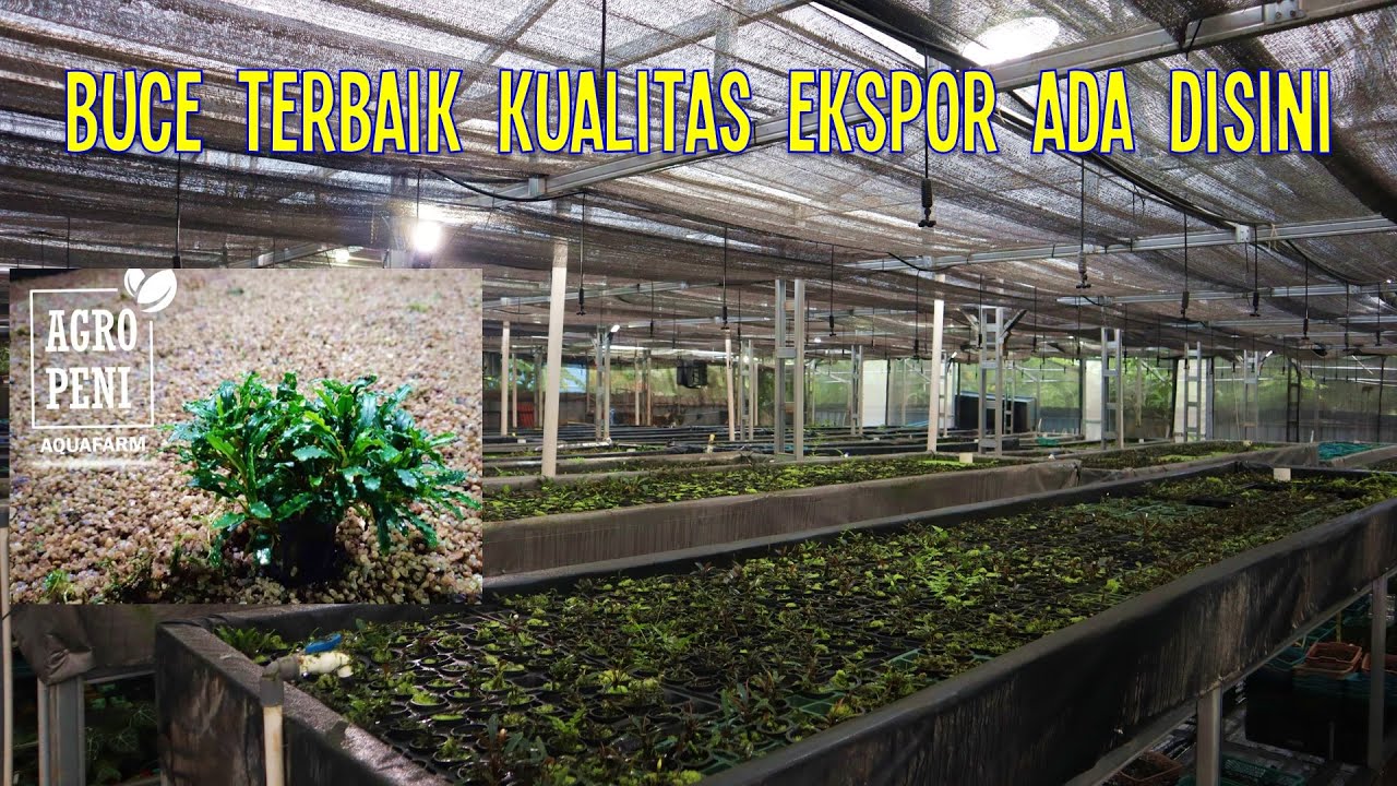 Visit Farm Bucephalandra Terbesar dengan Produksi Fantastis | Agropeni Beja Kemayangan