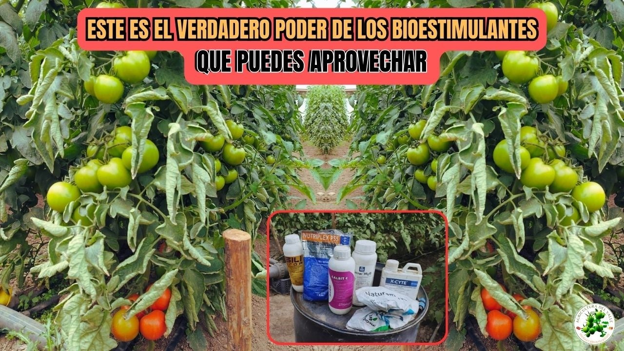 Cómo hacer realmente una Bioestimulación en Cultivos De Tomates