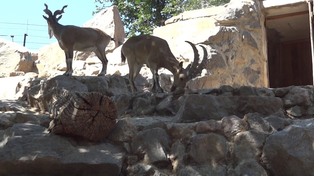 Markhor🐐Capra falconeri✅Винторогий козёл