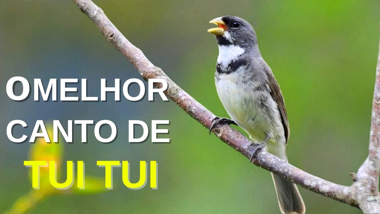 O MELHOR CANTO DE COLEIRO TUI TUI ZEL ZEL POR 10 HORAS