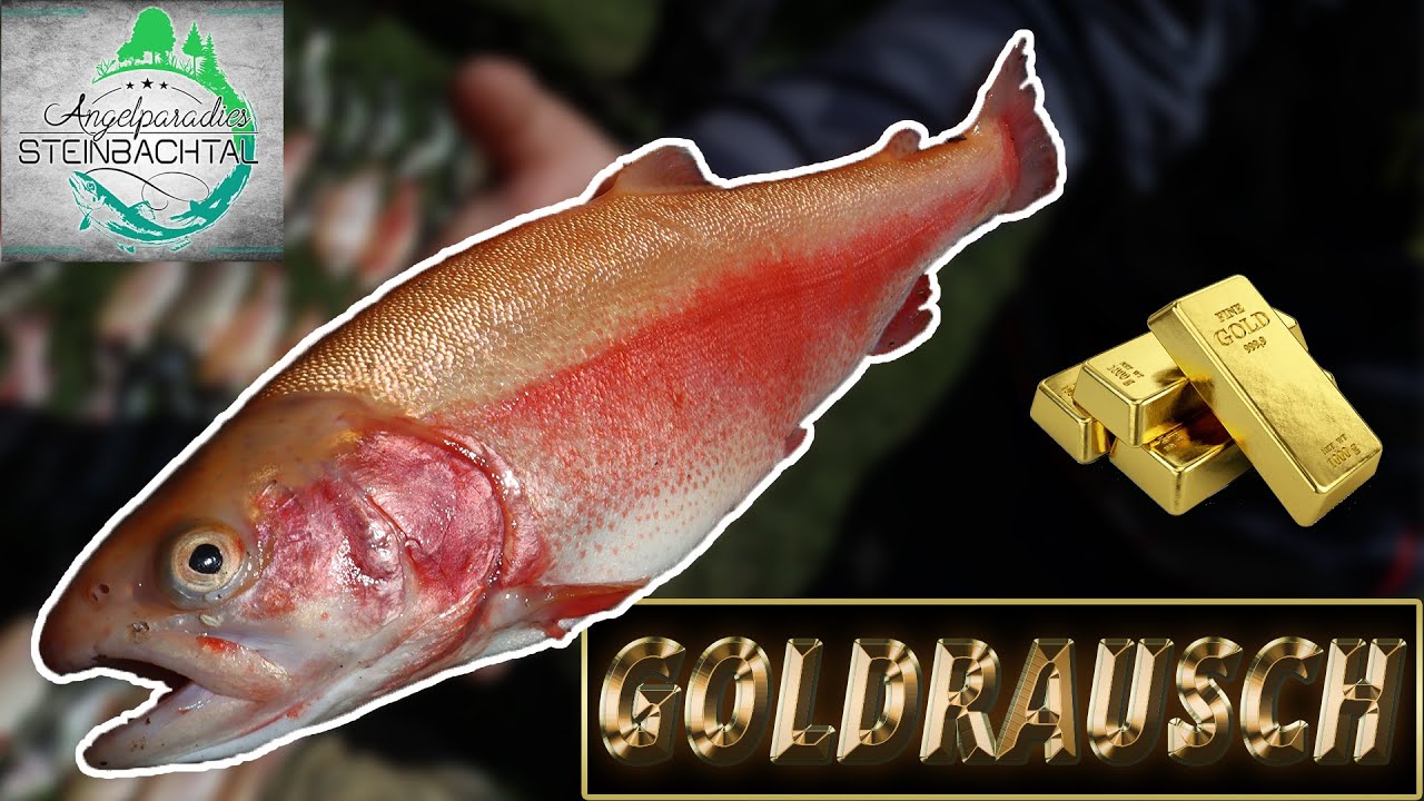 GOLDRAUSCH!! Trout JARA-Team im Angelparadies STEINBACHTAL
