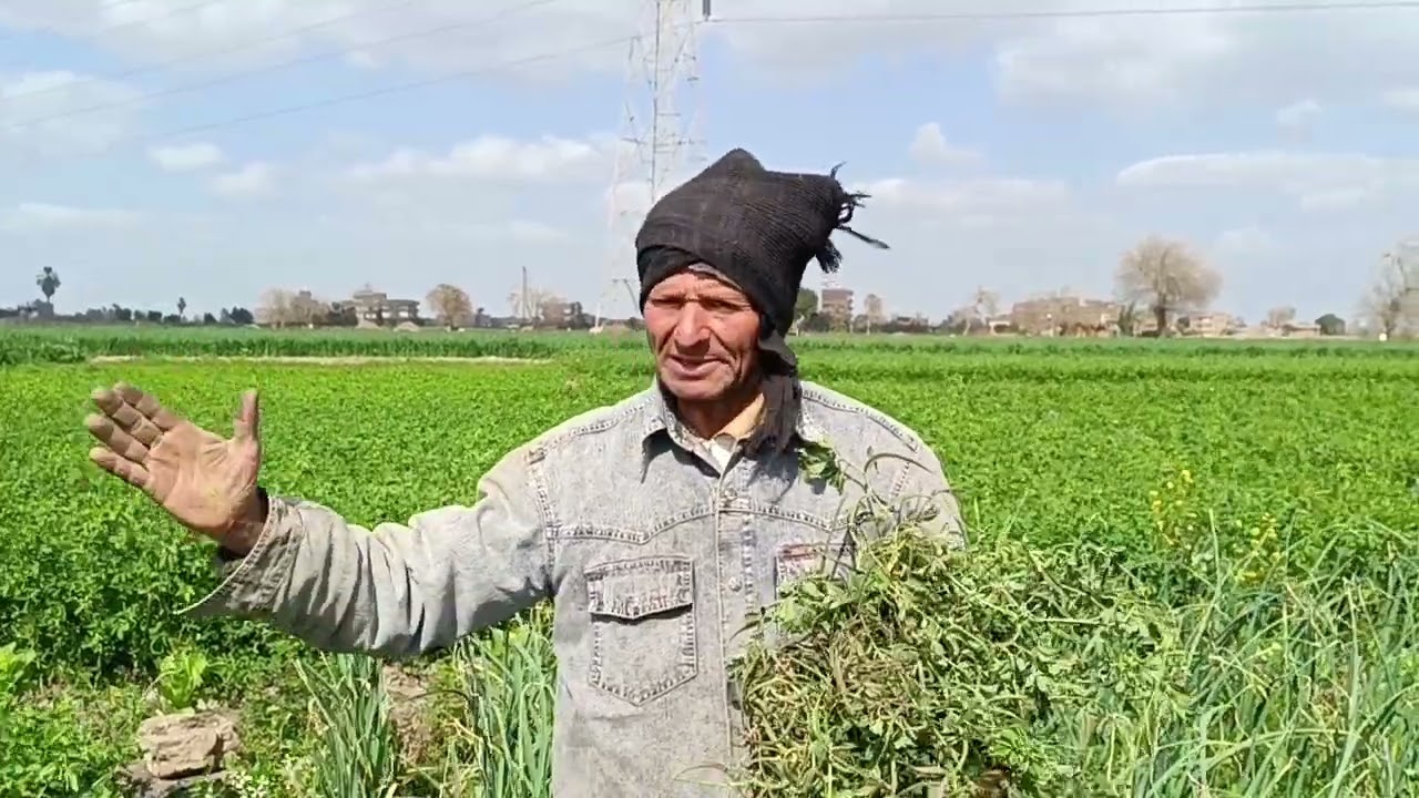 بناء علي طلب بعض المتابعين معلومات عن زراعة الحلبه مع المهندس الزراعي الاستاد مسعد ابو مرسي