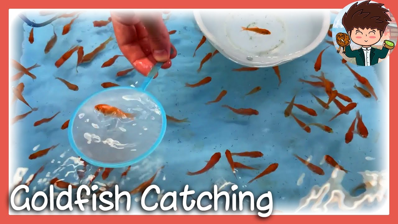 Goldfish Catching Game in Yamatokoriyama, Nara 🎣🐠 [Kiwi In Japan 137]