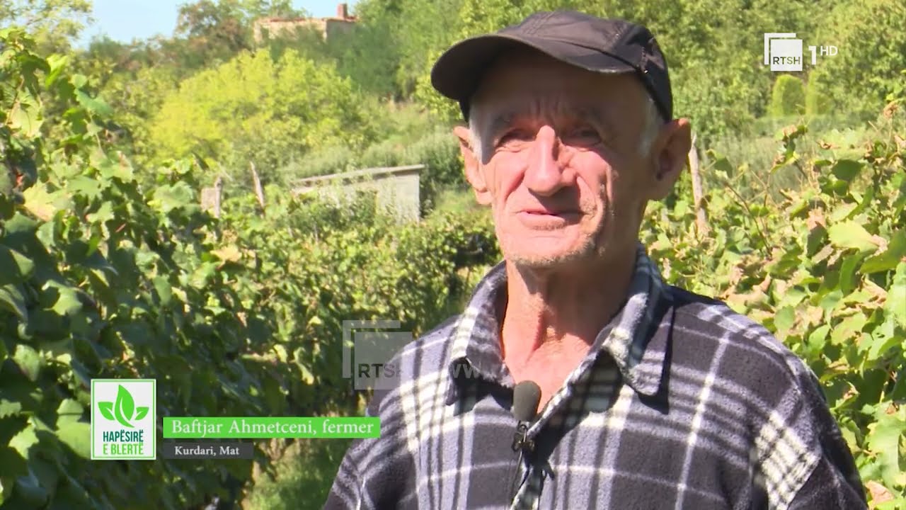 Kultivimi i vreshtave dhe mbar&euml;shtimi i blegtoris&euml; n&euml; Mat | &ldquo;Hap&euml;sir&euml; e blert&euml;&rdquo; n&euml; RTSH
