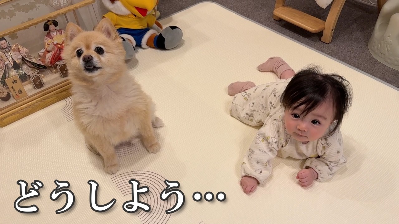 愛犬の生活で困ったことになりました…