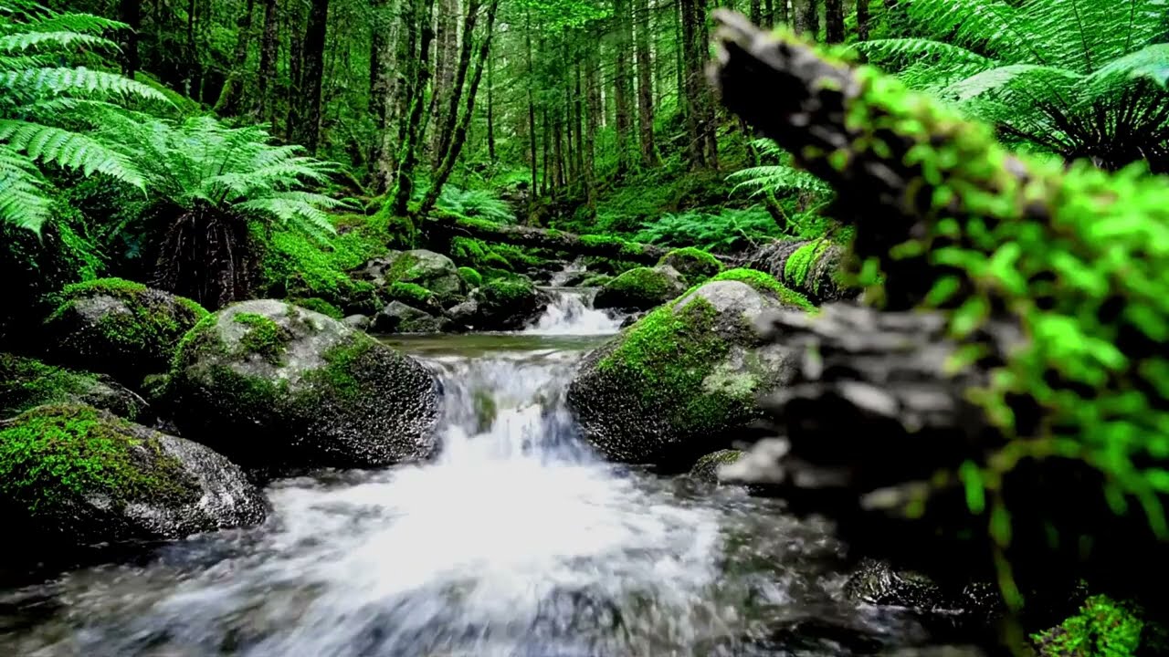 Soothing: Birds Chirping with Stream Flow and Calming Forest Ambience for Sleep Calm and Study Focus