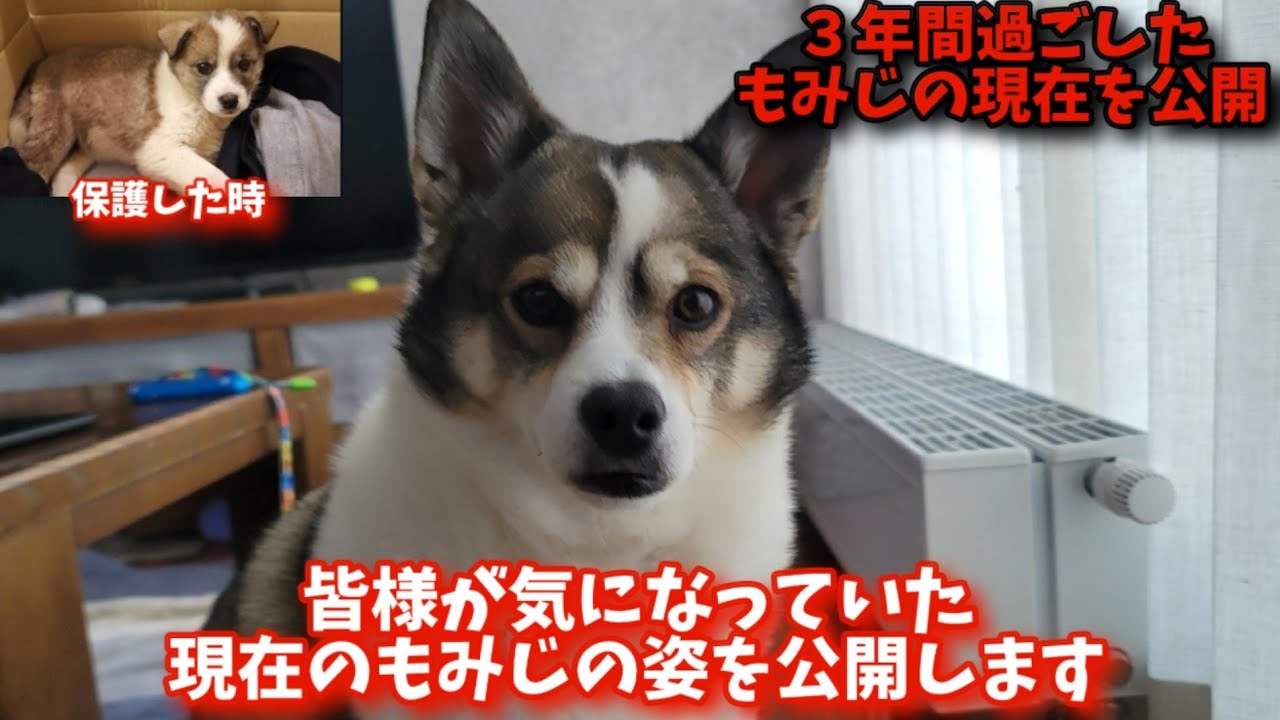 【公開】皆様が気になっていた現在のもみじの元気な姿です！