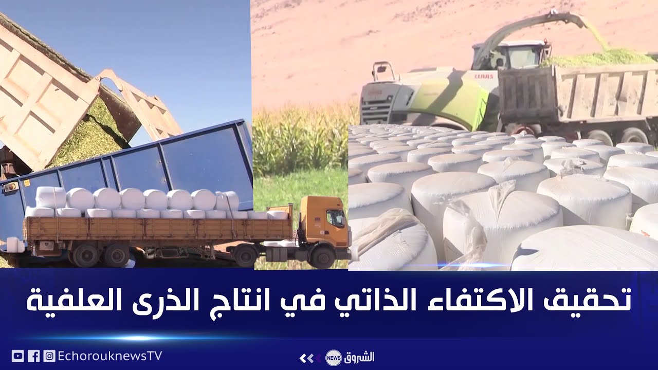 #المنيعة| تحقيق الاكتفاء الذاتي في انتاج الذرى العلفية الصفراء الاونسالاج
