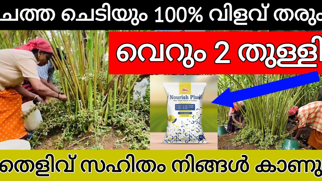 ഏത് ചെടിയും 100% വിളവ് തരും ചത്ത ചെടി വരെ കായ്ക്കും ഈ വളം 2 തുള്ളി ഉപയോഗിച്ചാൽ മതി തെളിവ് സഹിതം  
